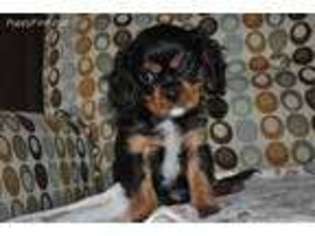 Cavalier King Charles Spaniel Puppy for sale in Dassel, MN, USA