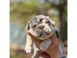 French Bulldog Puppy for sale in Winnie, TX, USA