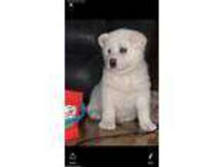 Akita Puppy for sale in Morehead, KY, USA