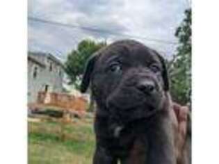 Cane Corso Puppy for sale in Oreland, PA, USA