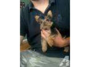 Yorkshire Terrier Puppy for sale in WEST SACRAMENTO, CA, USA