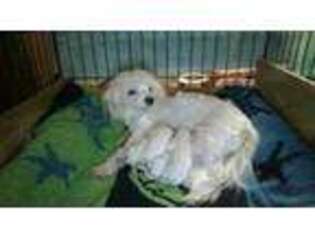 Maltese Puppy for sale in Rochelle, GA, USA