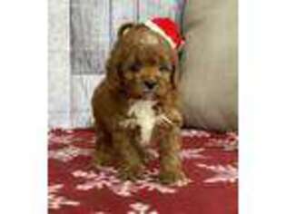 Cavapoo Puppy for sale in Dalton, OH, USA