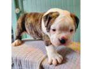 Olde English Bulldogge Puppy for sale in Sterling, CT, USA