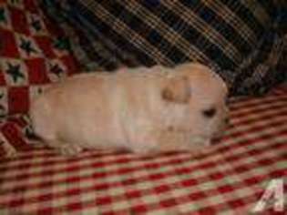 French Bulldog Puppy for sale in ALEXANDRIA, KY, USA