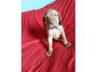 Vizsla Puppy for sale in Toccoa, GA, USA