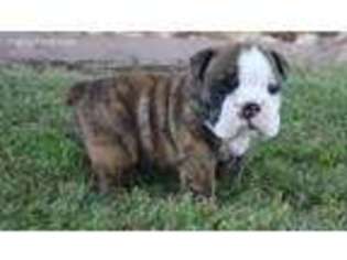 Bulldog Puppy for sale in Bushnell, IL, USA