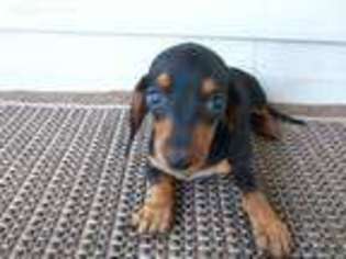 Dachshund Puppy for sale in Culpeper, VA, USA