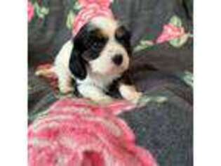 Cavalier King Charles Spaniel Puppy for sale in Duffield, VA, USA