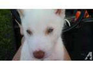Siberian Husky Puppy for sale in BRISTOL, IN, USA