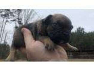French Bulldog Puppy for sale in Halifax, VA, USA