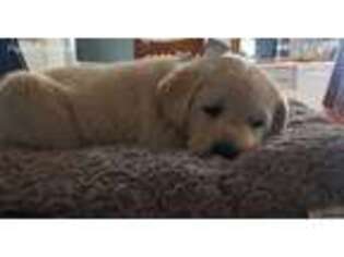 Labrador Retriever Puppy for sale in Vale, OR, USA