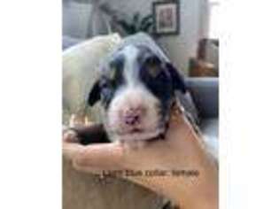 Bernese Mountain Dog Puppy for sale in Emmett, ID, USA