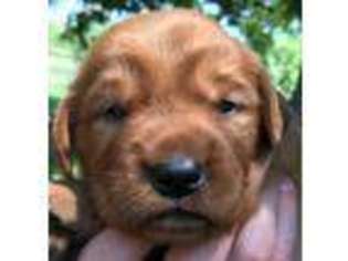 Golden Retriever Puppy for sale in Osage City, KS, USA