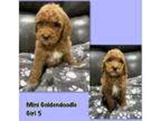 Goldendoodle Puppy for sale in Dyersville, IA, USA