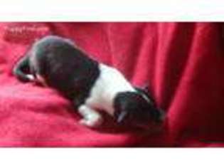 Collie Puppy for sale in Riverside, AL, USA