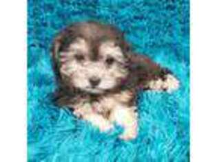 Mutt Puppy for sale in Marion, SC, USA