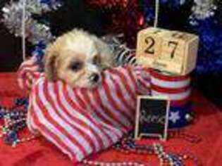 Cavachon Puppy for sale in Lawton, IA, USA