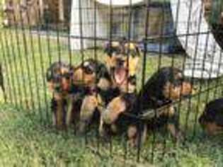 Airedale Terrier Puppy for sale in Vian, OK, USA