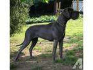 Great Dane Puppy for sale in SPENCERVILLE, IN, USA