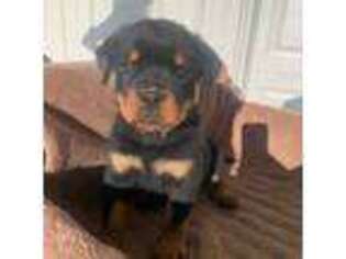Rottweiler Puppy for sale in Oakwood, OH, USA