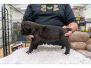 Cane Corso Puppy for sale in Taylor Ridge, IL, USA