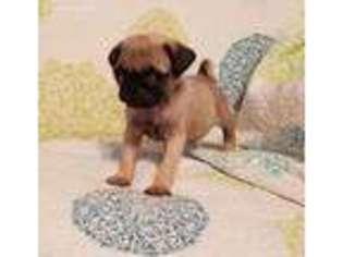 Pug Puppy for sale in Seymour, MO, USA