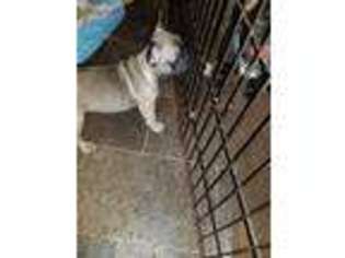 French Bulldog Puppy for sale in Millsboro, DE, USA