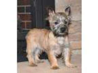 Cairn Terrier Puppy for sale in Fredericksburg, OH, USA
