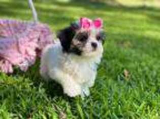 Mal-Shi Puppy for sale in Lena, LA, USA