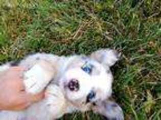 Australian Shepherd Puppy for sale in Castalia, OH, USA