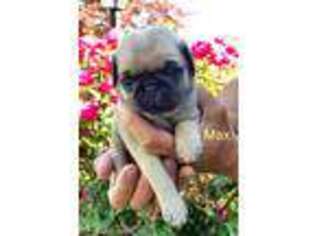 Pug Puppy for sale in Leola, PA, USA