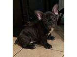 French Bulldog Puppy for sale in East Waterford, PA, USA