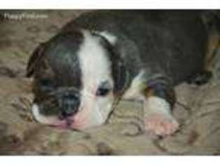 Olde English Bulldogge Puppy for sale in Pownal, ME, USA