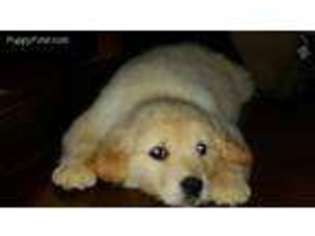 Golden Retriever Puppy for sale in Hubert, NC, USA