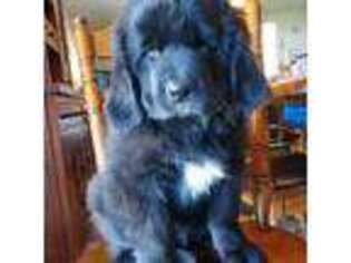 Newfoundland Puppy for sale in Middleton, ID, USA