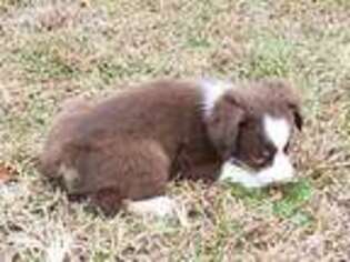 Miniature Australian Shepherd Puppy for sale in Pierce City, MO, USA