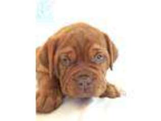 American Bull Dogue De Bordeaux Puppy for sale in Whitewright, TX, USA