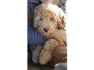 Labradoodle Puppy for sale in Owensboro, KY, USA