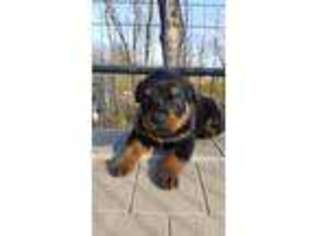 Rottweiler Puppy for sale in Coalgate, OK, USA