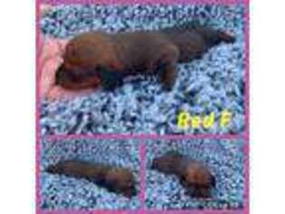 Dachshund Puppy for sale in Monroe, ME, USA