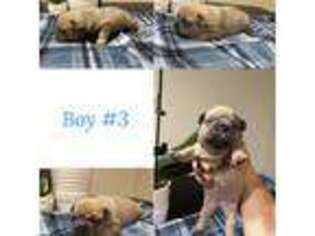 French Bulldog Puppy for sale in Chesapeake, VA, USA
