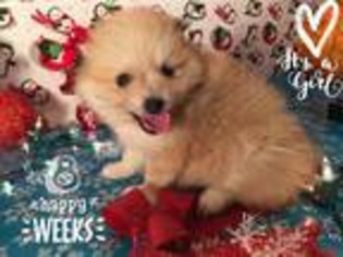 Pomeranian Puppy for sale in Seaside, OR, USA