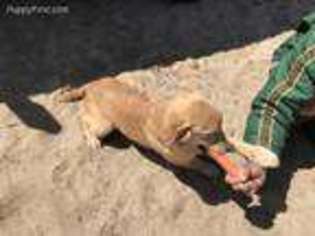 Golden Retriever Puppy for sale in El Cajon, CA, USA