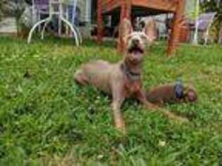 Miniature Pinscher Puppy for sale in Middle Point, OH, USA
