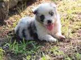 Miniature Australian Shepherd Puppy for sale in Quapaw, OK, USA