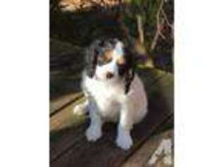 Cavalier King Charles Spaniel Puppy for sale in Chambersburg, PA, USA