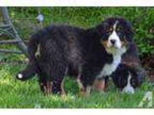 Bernese Mountain Dog Puppy for sale in PALM DESERT, CA, USA