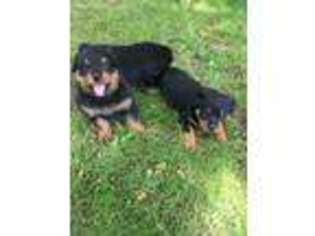Rottweiler Puppy for sale in Pound, WI, USA