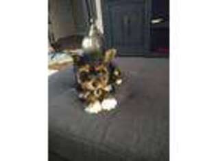 Yorkshire Terrier Puppy for sale in Brooklyn, MD, USA